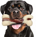 5 Durable Dog Chew Toys for Aggressive Chewers